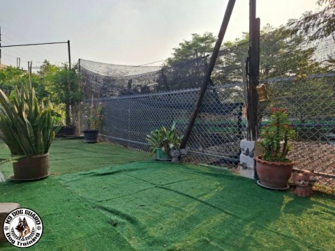 สถานที่ฝึกและดูแลสุนัขแบบครบวงจร